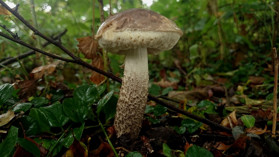 Leccinum melaneum image