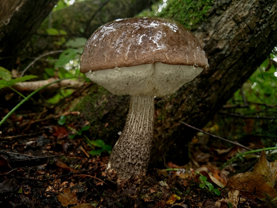 Leccinum melaneum image