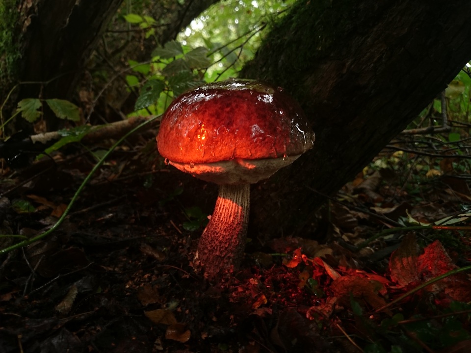 Leccinum melaneum image