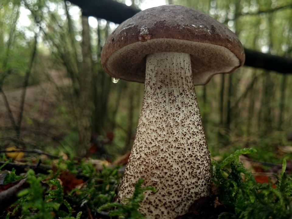 Leccinum melaneum image