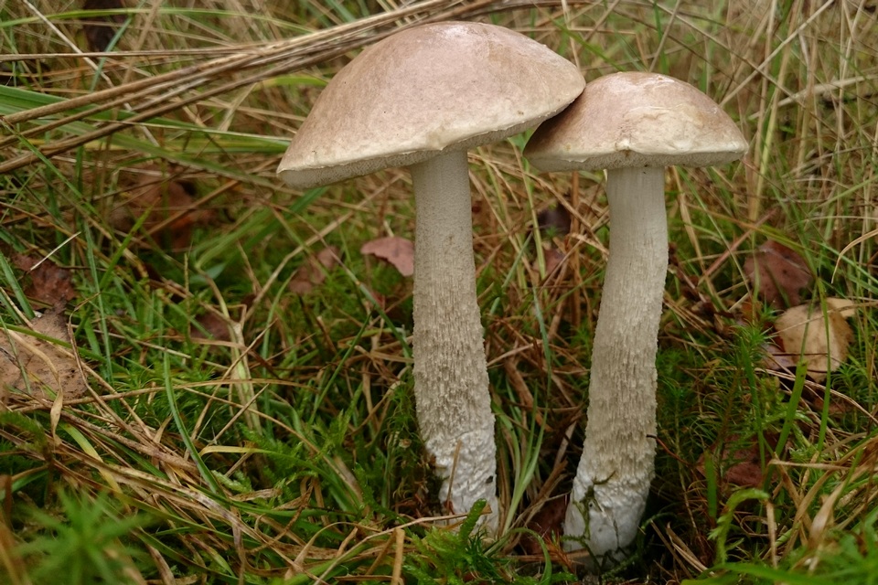 Leccinum cyaneobasileucum var. cyaneobasileucum image