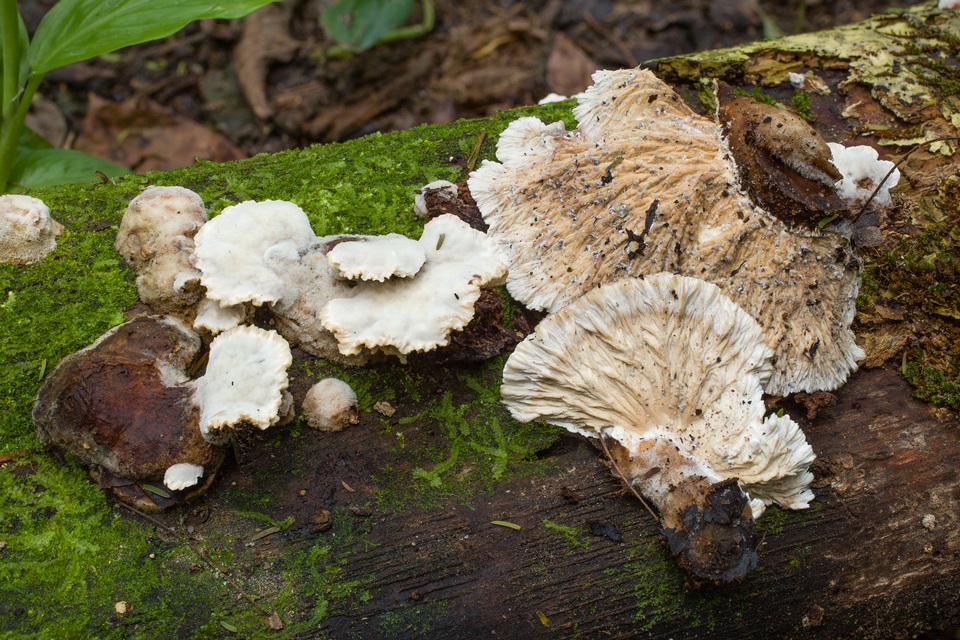 Cymatoderma dendriticum image