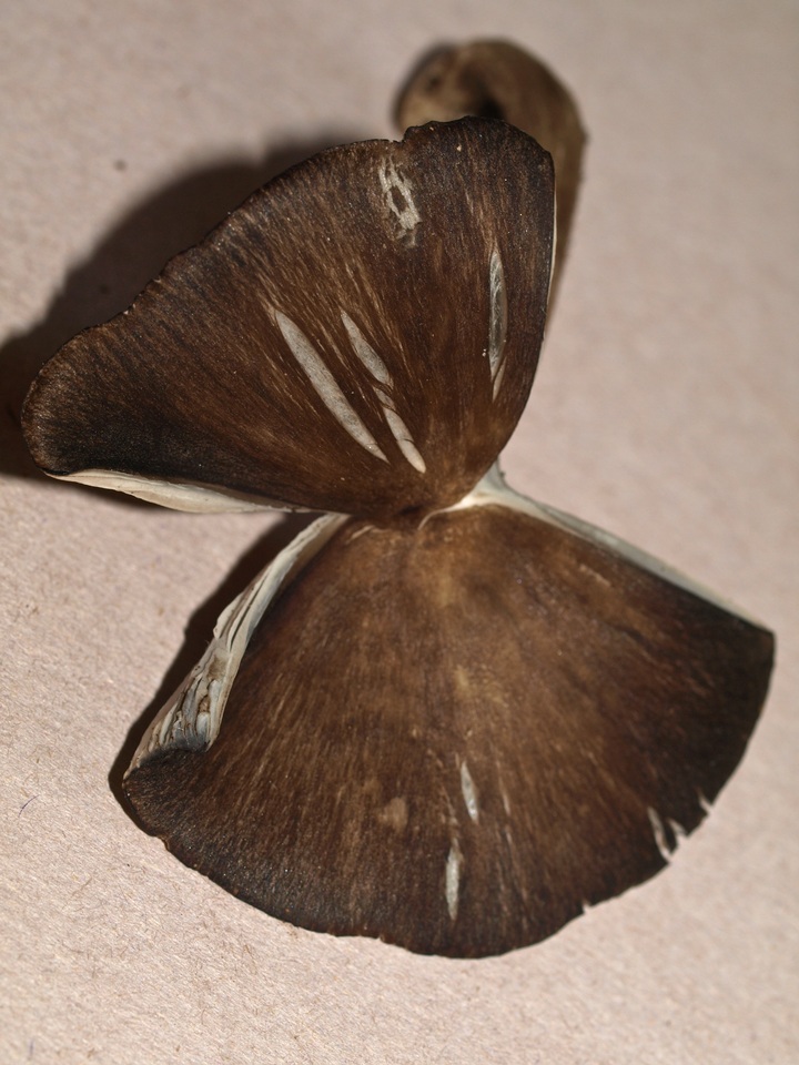 Gerronema atrialbum image