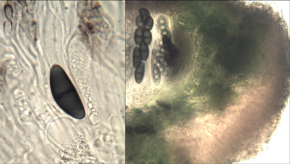 Rinodina capensis image