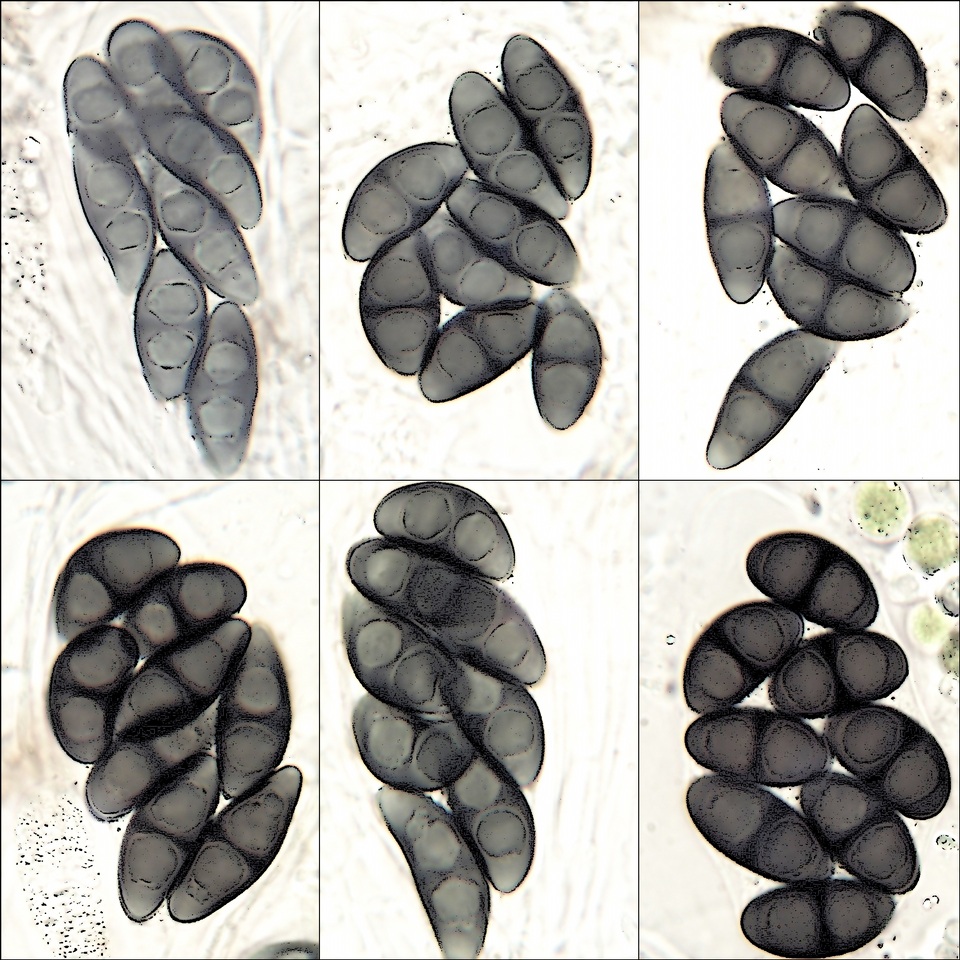 Rinodina capensis image