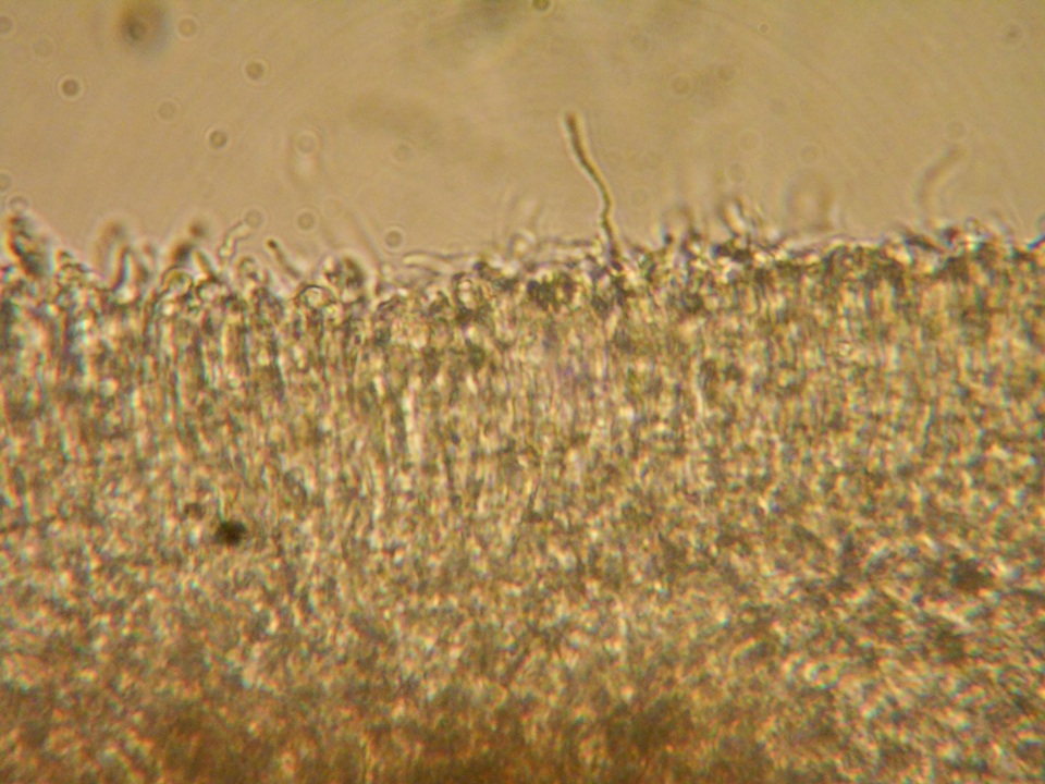 Mollisia sublividula image