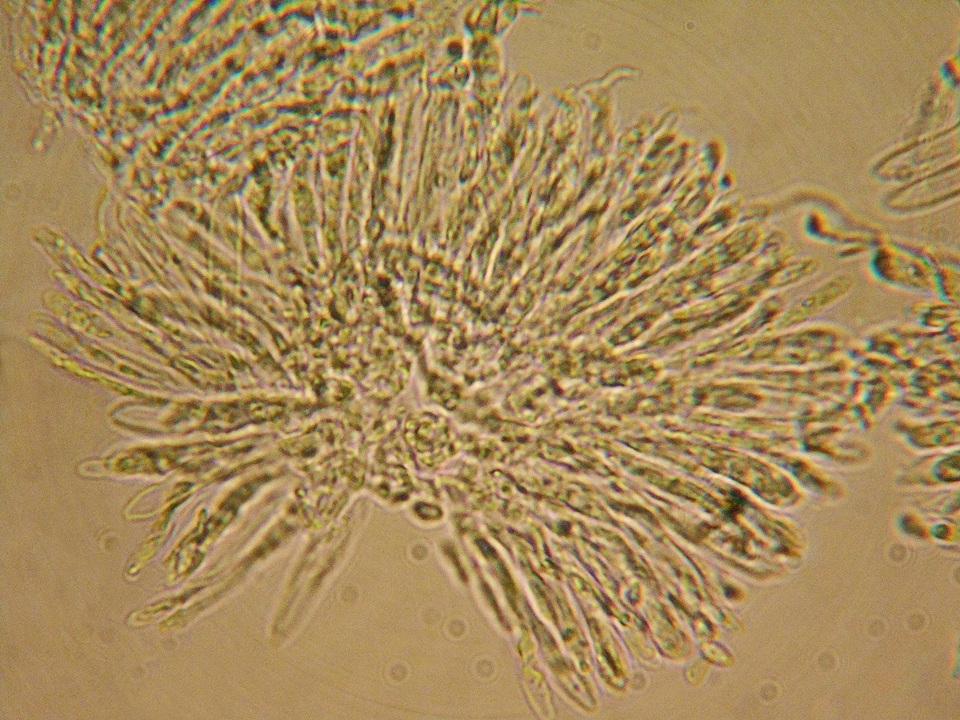 Mollisia sublividula image