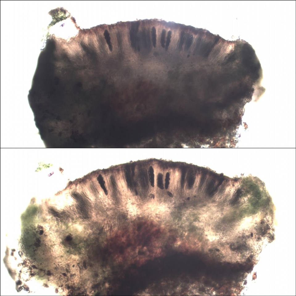Rinodina capensis image