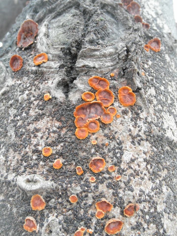 Punctularia strigosozonata image