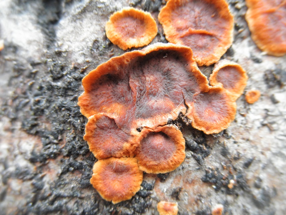 Punctularia strigosozonata image