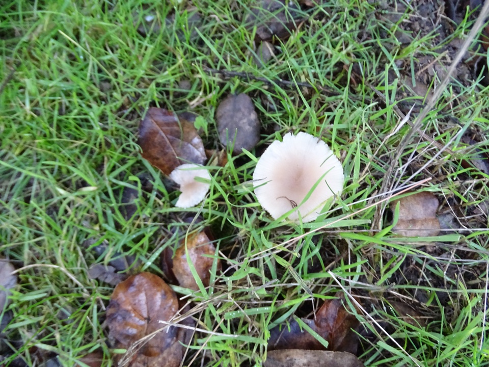 Clitocybe plana image