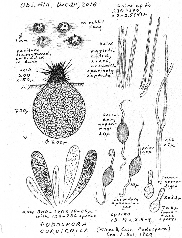 Podospora curvicolla image