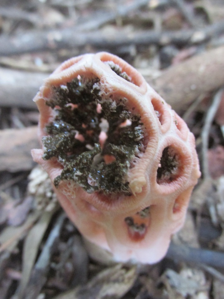 Clathrus transvaalensis image