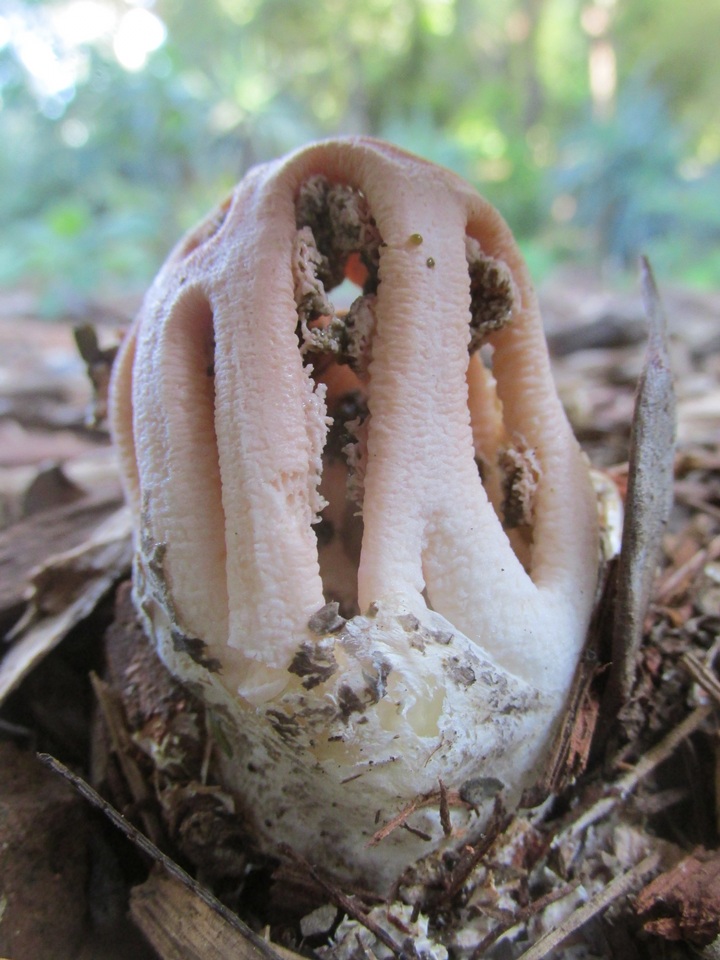 Clathrus transvaalensis image