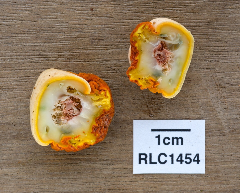 Ascopolyporus villosus image