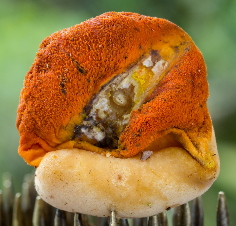 Ascopolyporus villosus image