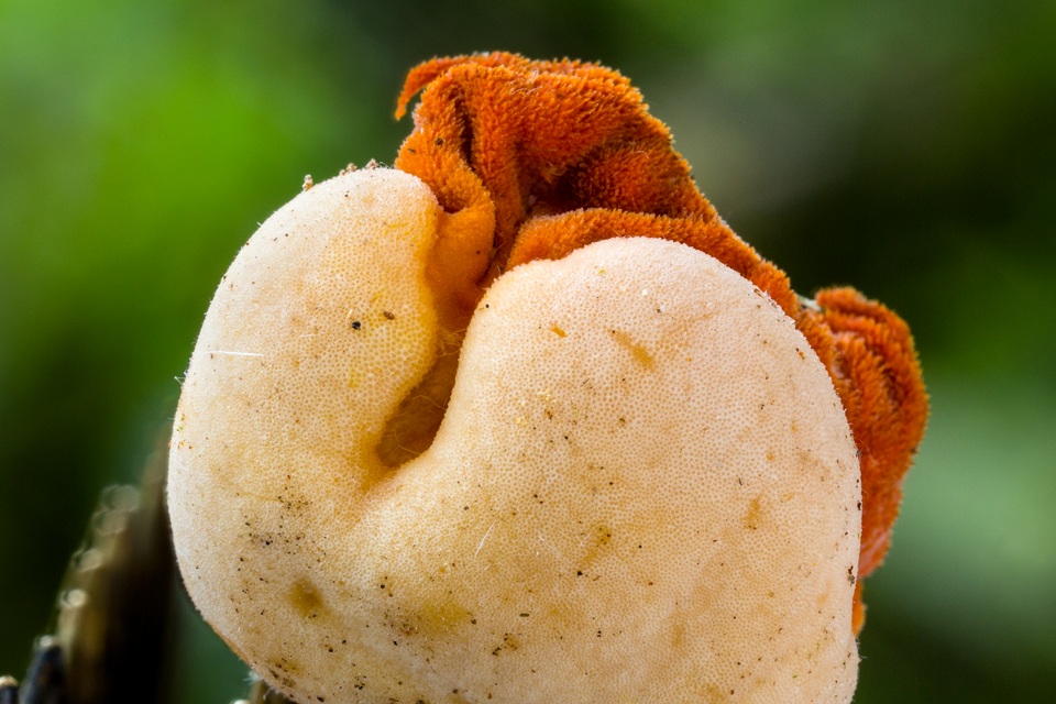 Ascopolyporus villosus image