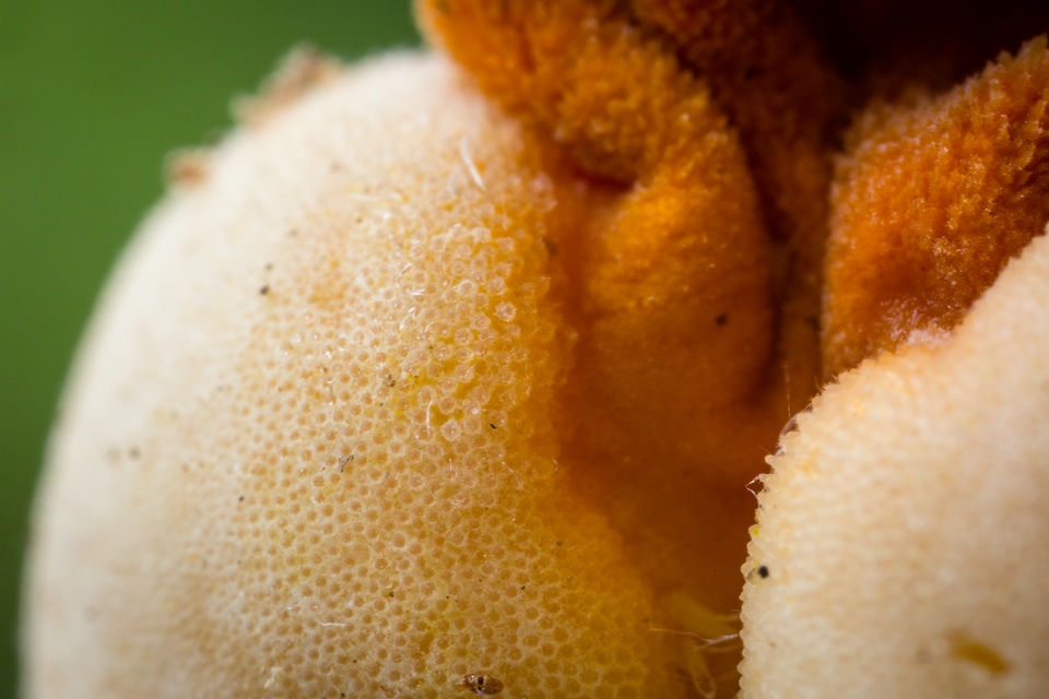 Ascopolyporus villosus image