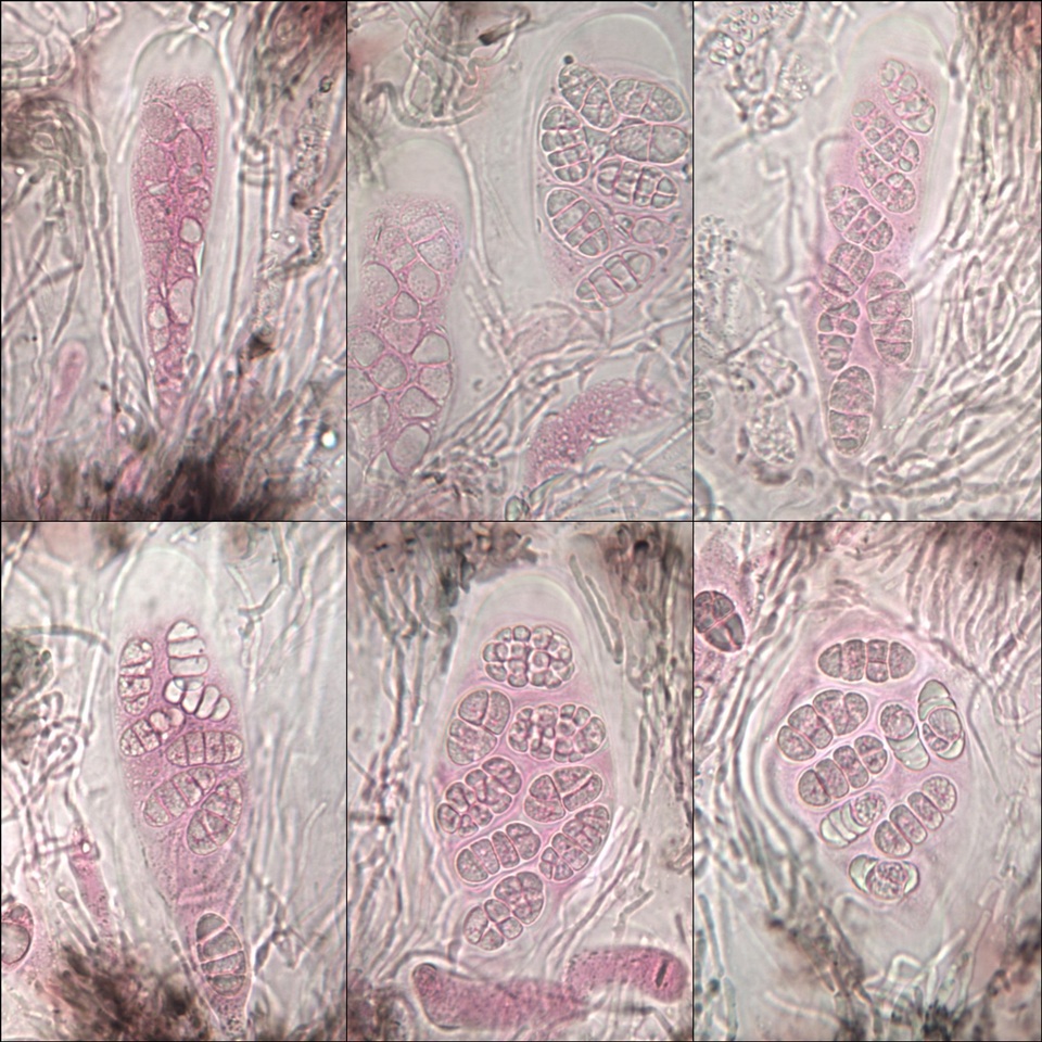 Rhizocarpon reductum image
