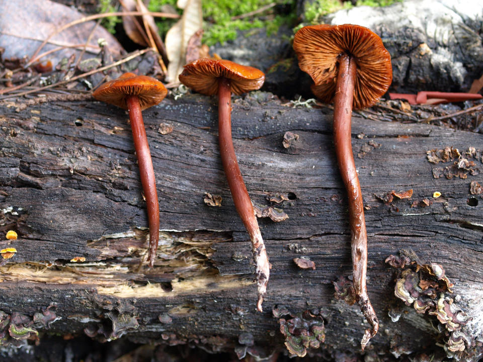 Phaeocollybia californica image