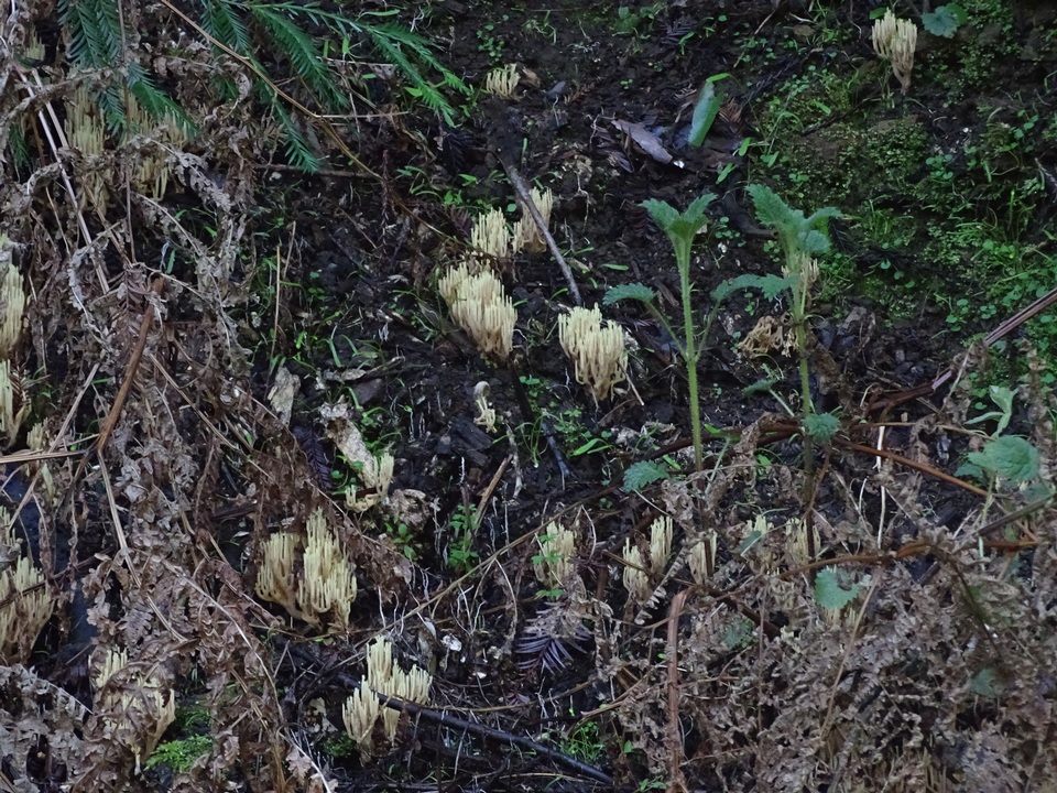 Ramaria pinicola image