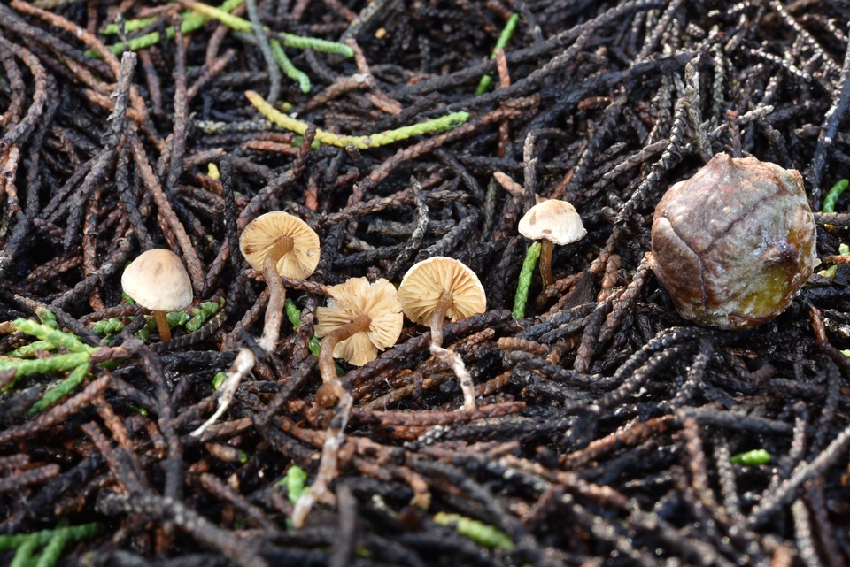 Pseudobaeospora aphana image