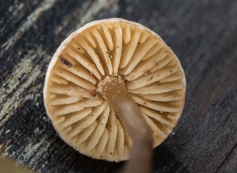 Pseudobaeospora aphana image