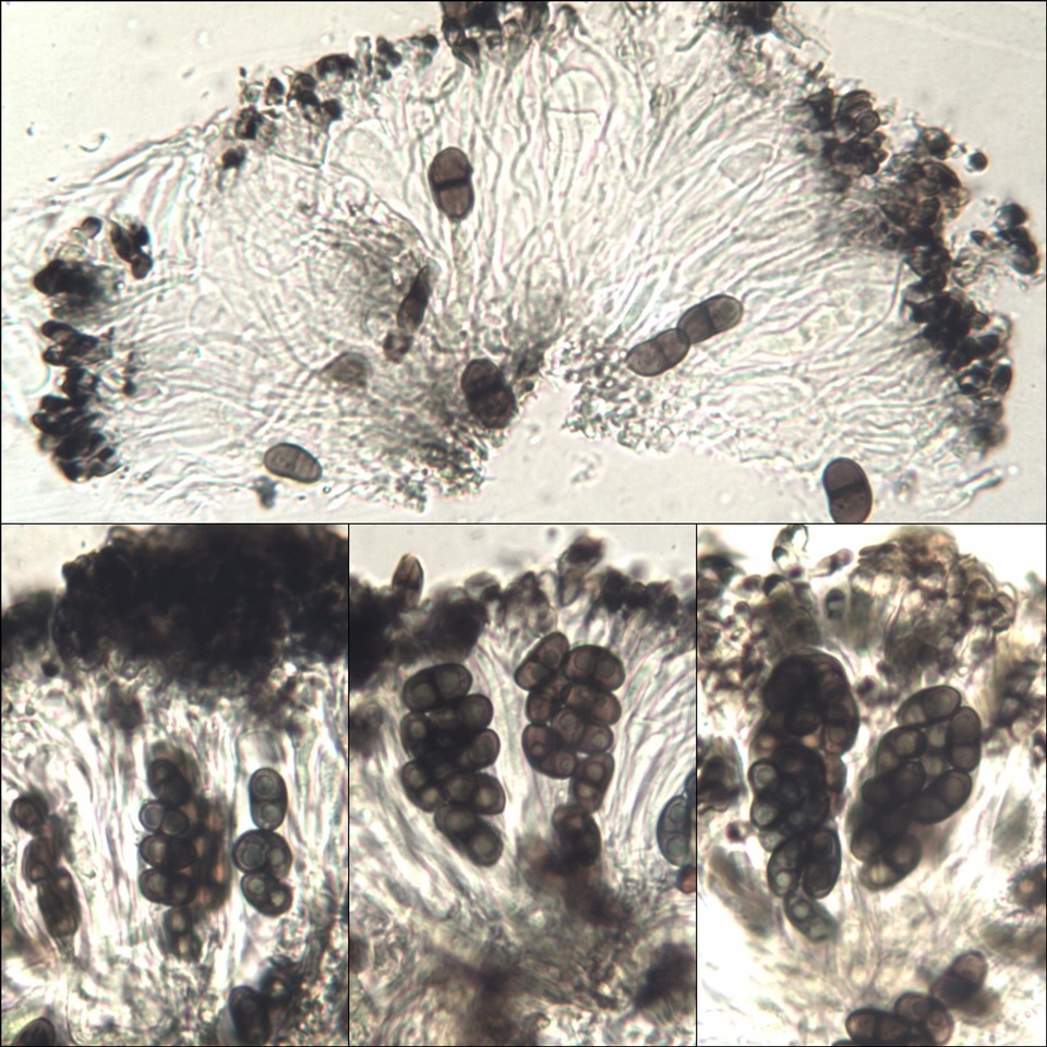 Buellia chloroleuca image