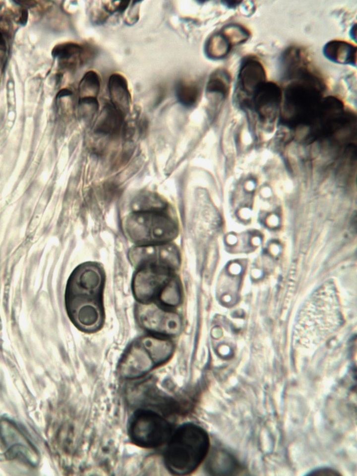 Buellia chloroleuca image