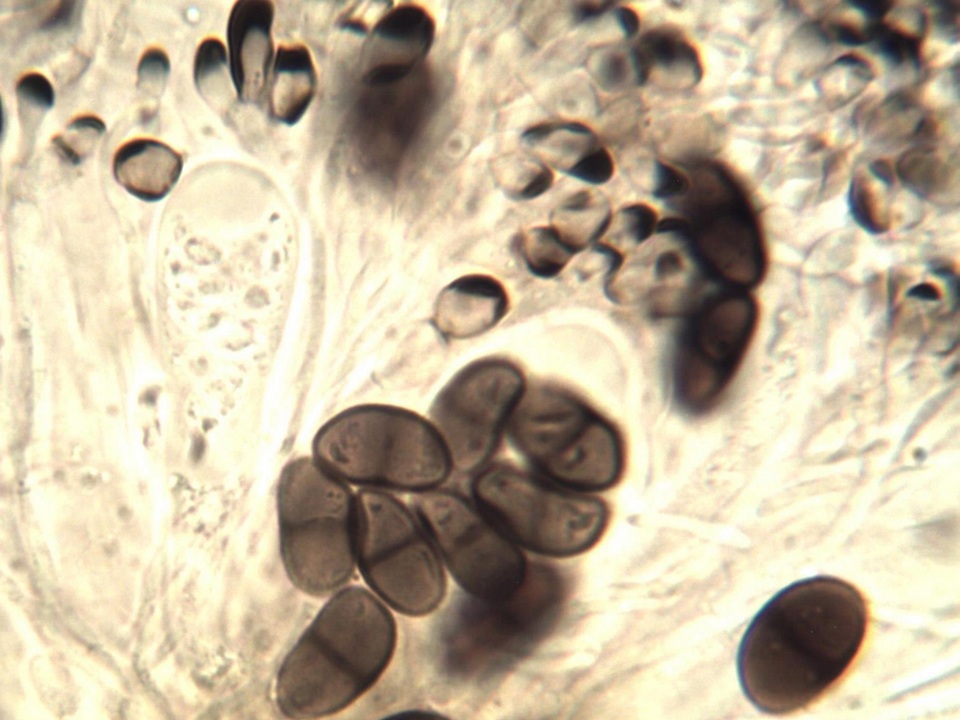 Buellia chloroleuca image