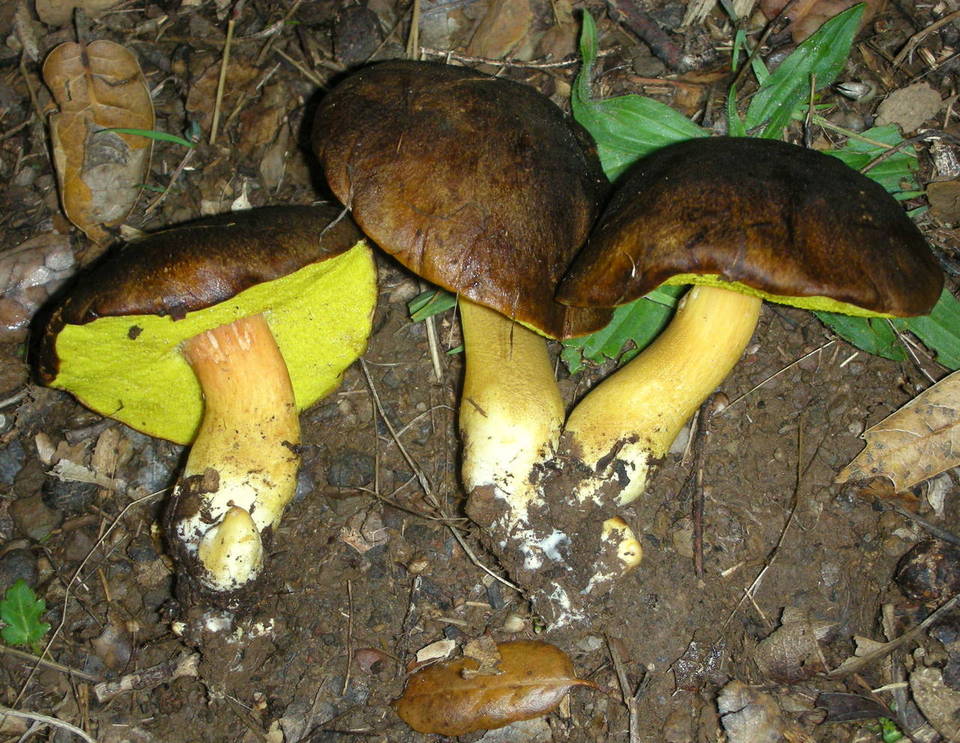 Boletus citriniporus image