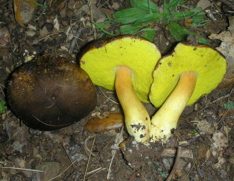 Boletus citriniporus image
