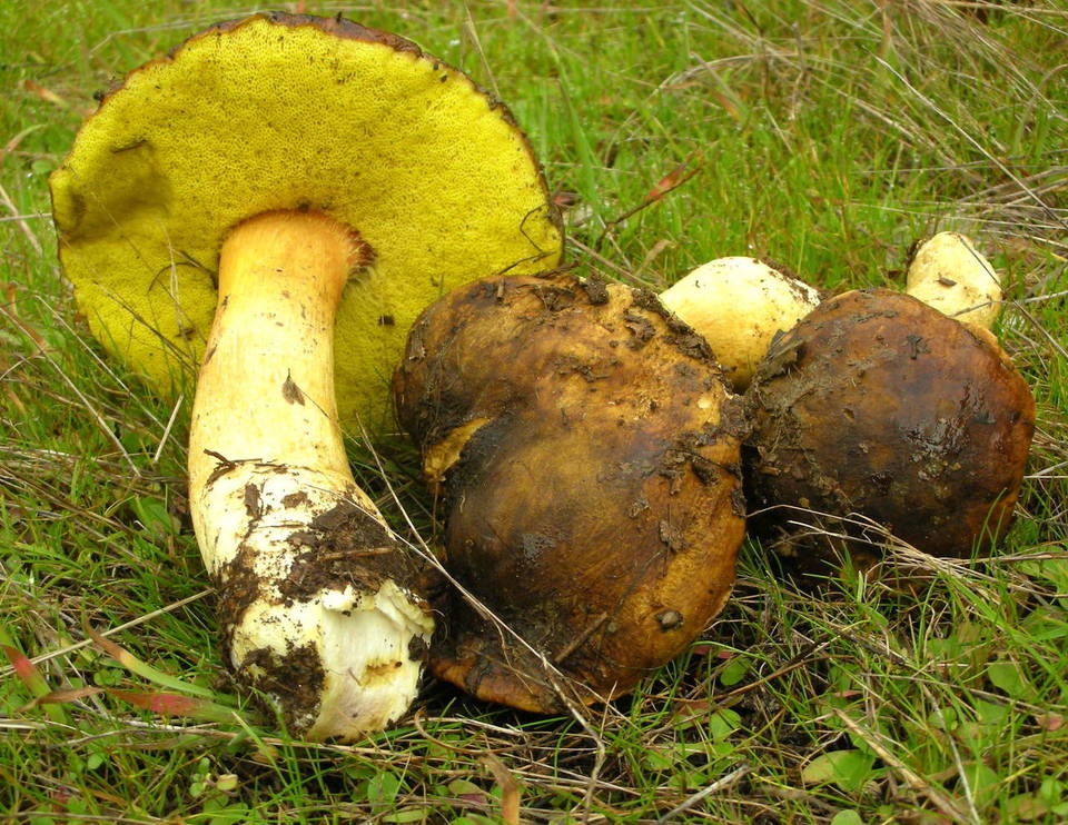 Boletus citriniporus image