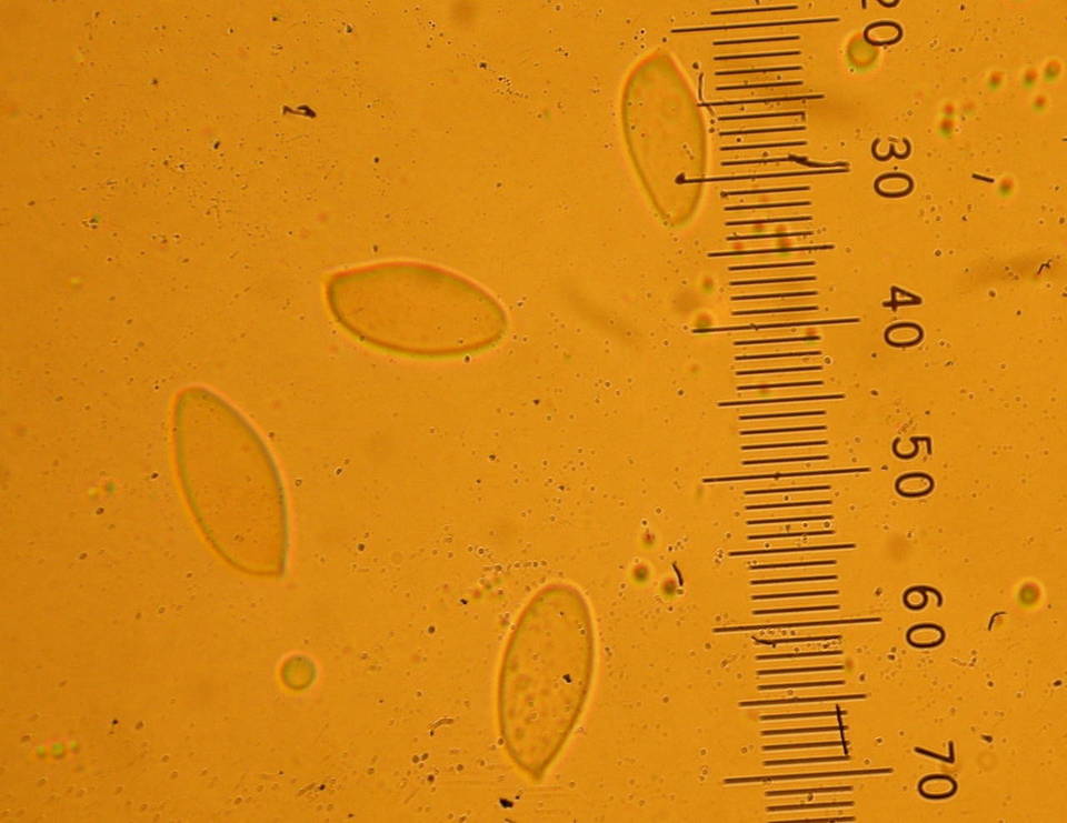 Boletus citriniporus image