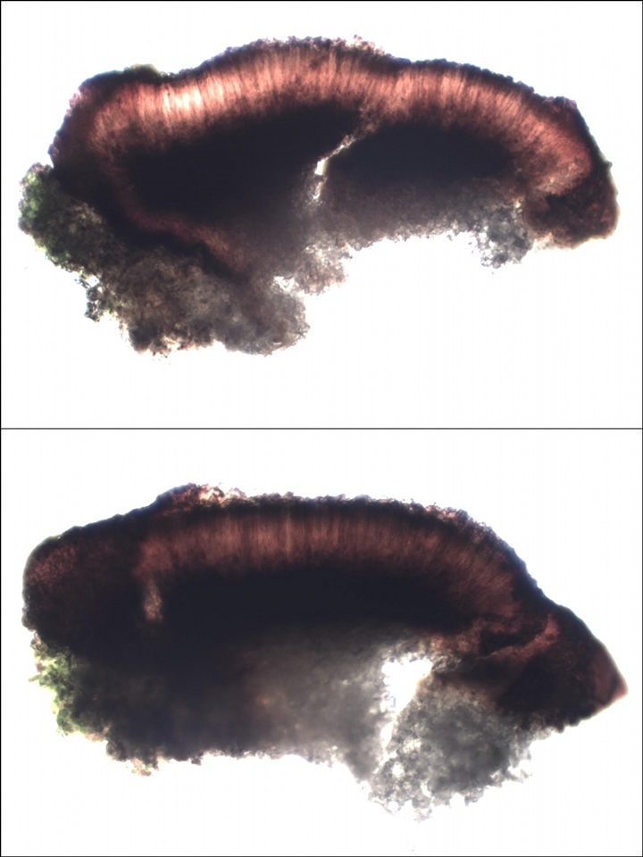 Lecidea sarcogynoides image