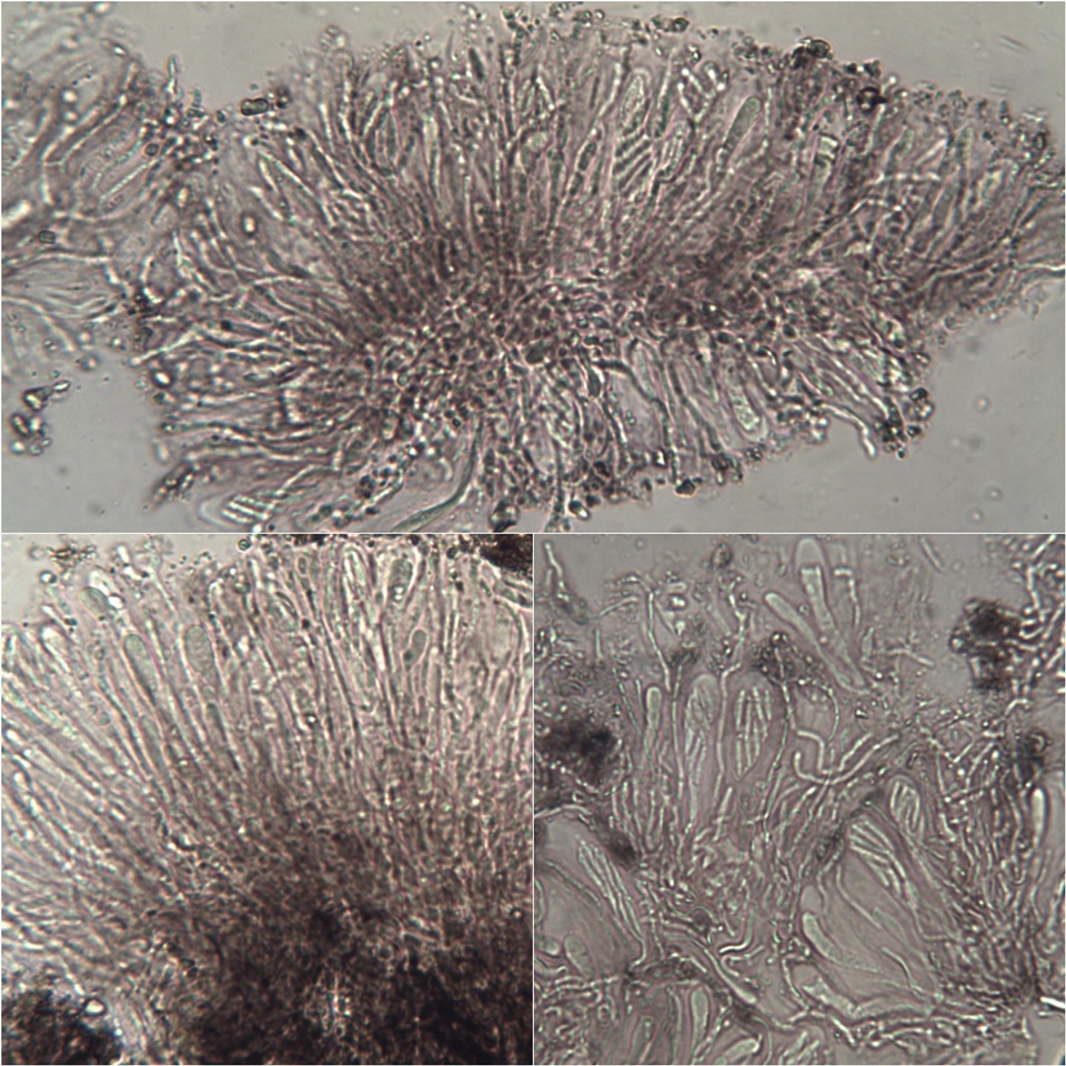 Lecidea sarcogynoides image