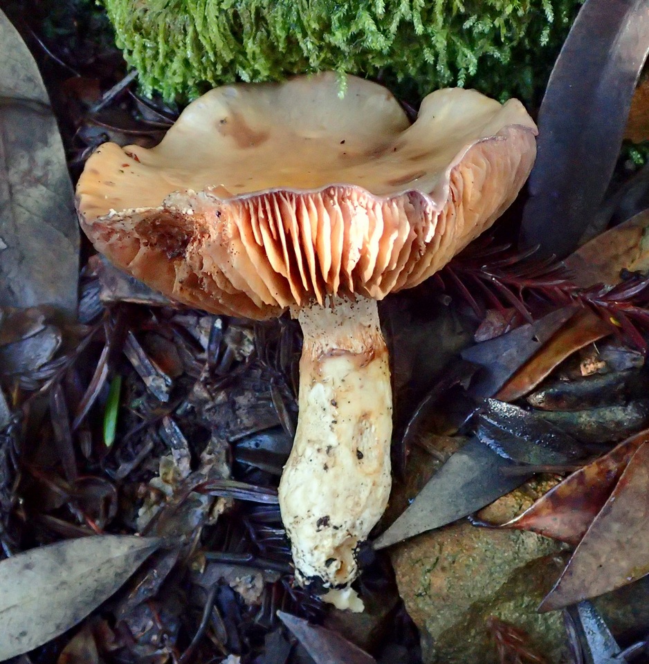 Cortinarius emunctus image