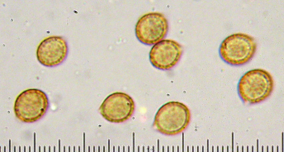 Cortinarius emunctus image