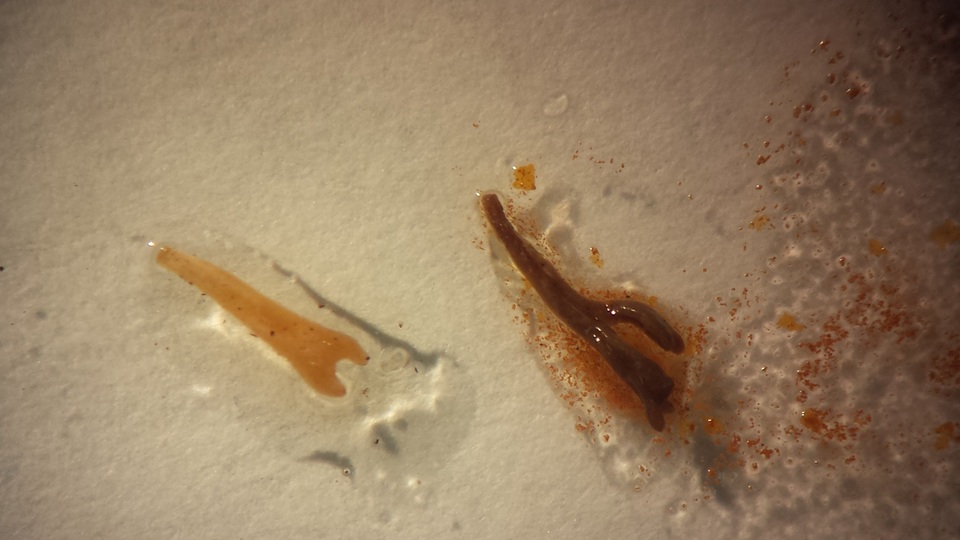 Ramariopsis subtilis image