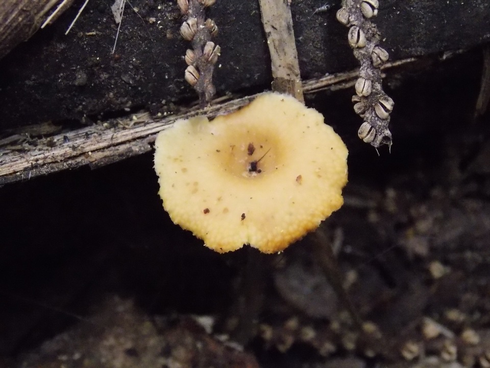 Polyporus guianensis image