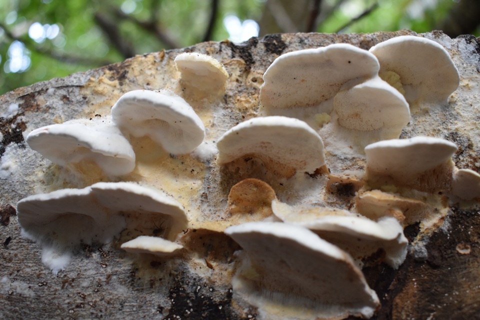 Protomerulius substuppeus image