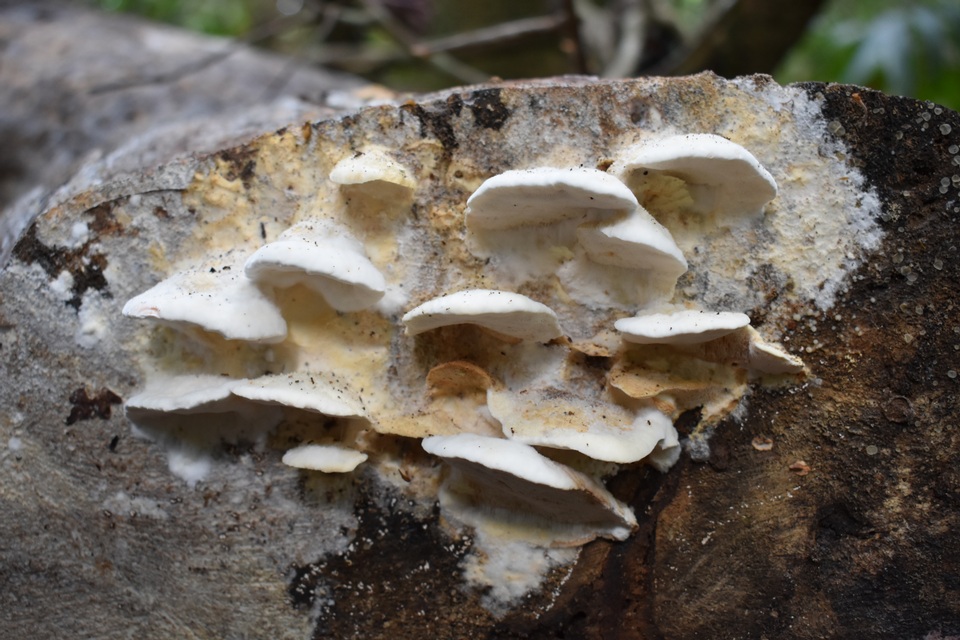 Protomerulius substuppeus image