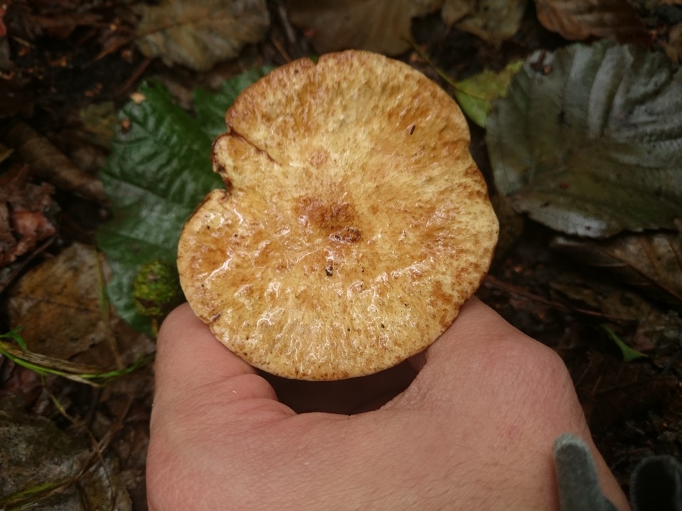 Gyrodon lividus image