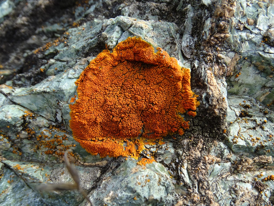Caloplaca ignea image