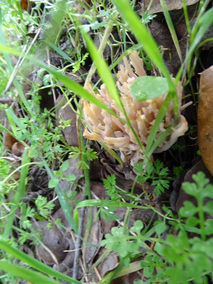 Ramaria violaceibrunnea image