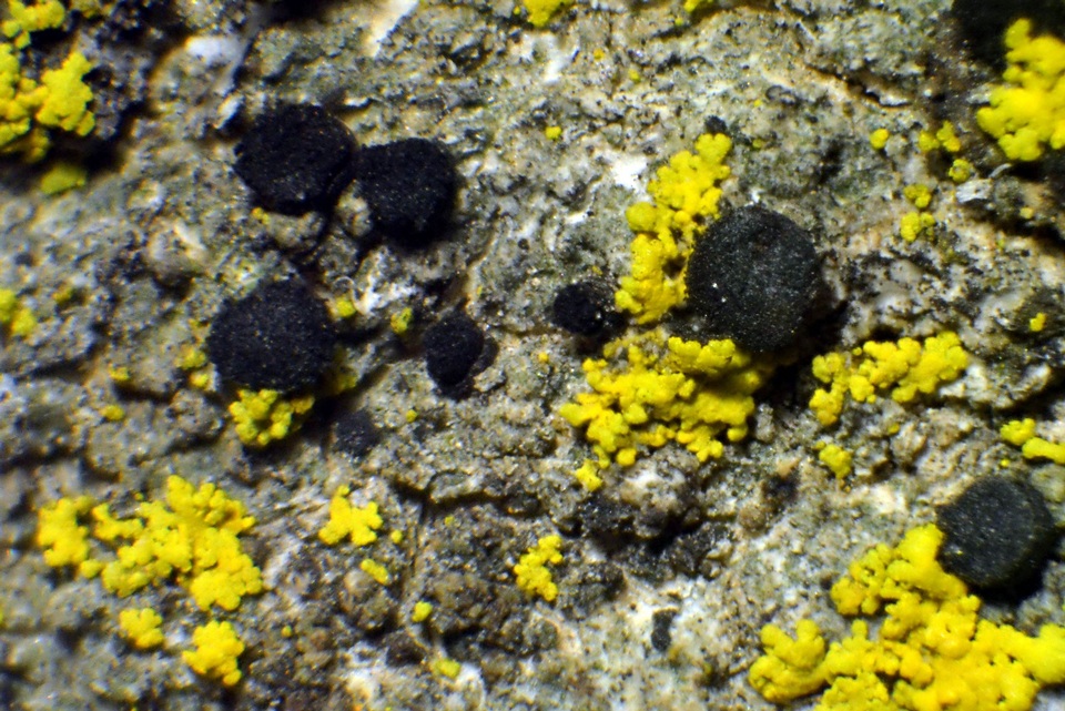 Cyphelium karelicum image