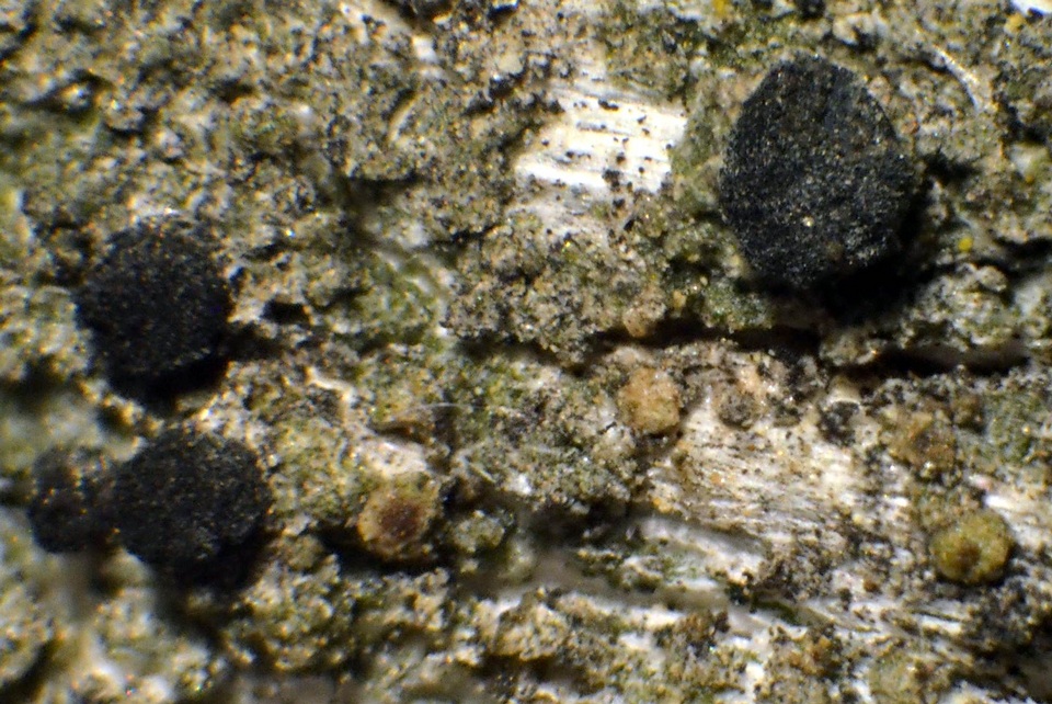 Cyphelium karelicum image