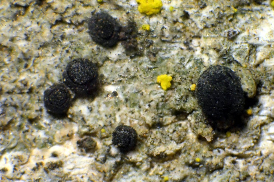 Cyphelium karelicum image