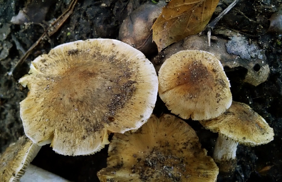 Pseudosperma sororium image
