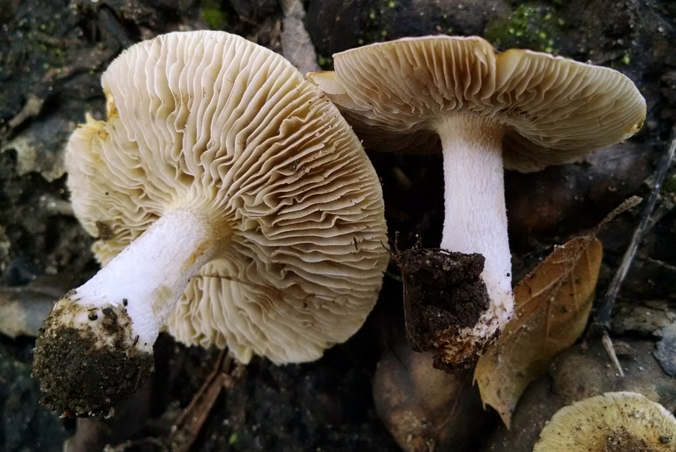Pseudosperma sororium image